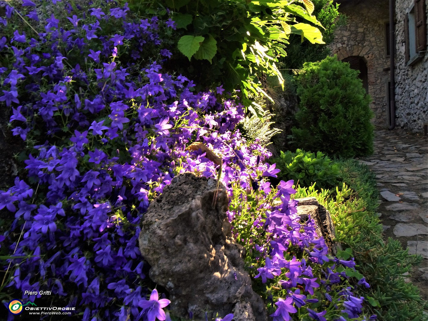 01 Campanula portenschlagiana muralis (Campanula muraria) tra le case della Pernice  di Zogno.JPG